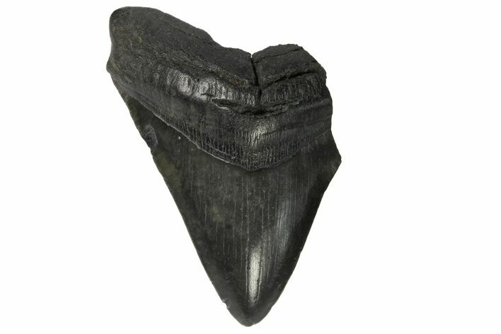 Partial, Fossil Megalodon Tooth - South Carolina #168923